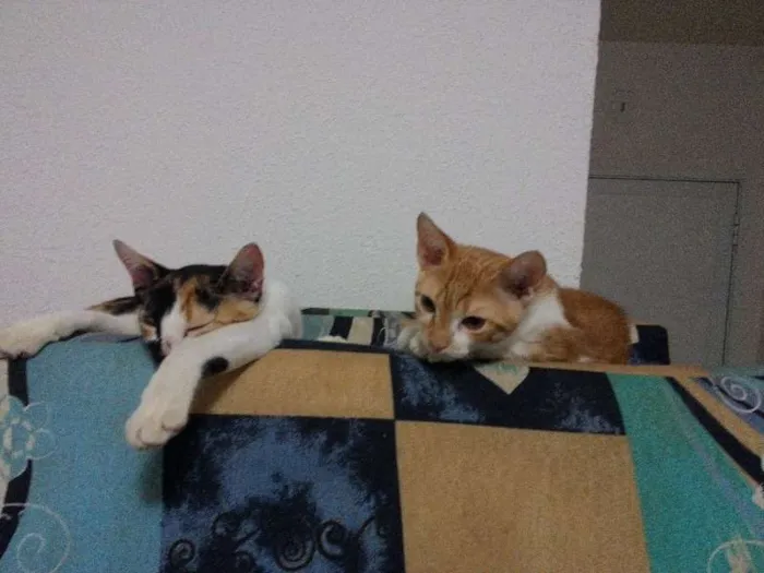 Gato ra a  idade 2 a 6 meses nome naila