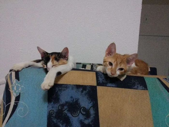 Gato ra a  idade 2 a 6 meses nome naila