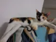 naila