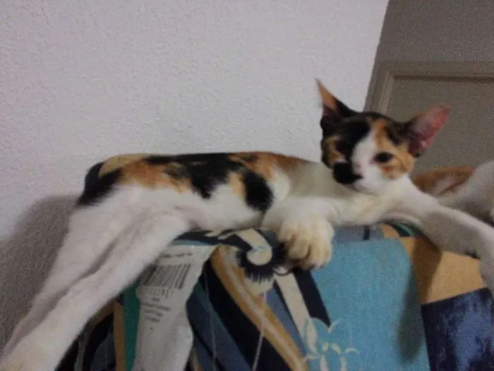 Gato ra a  idade 2 a 6 meses nome naila