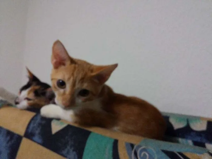 Gato ra a  idade 2 a 6 meses nome naila