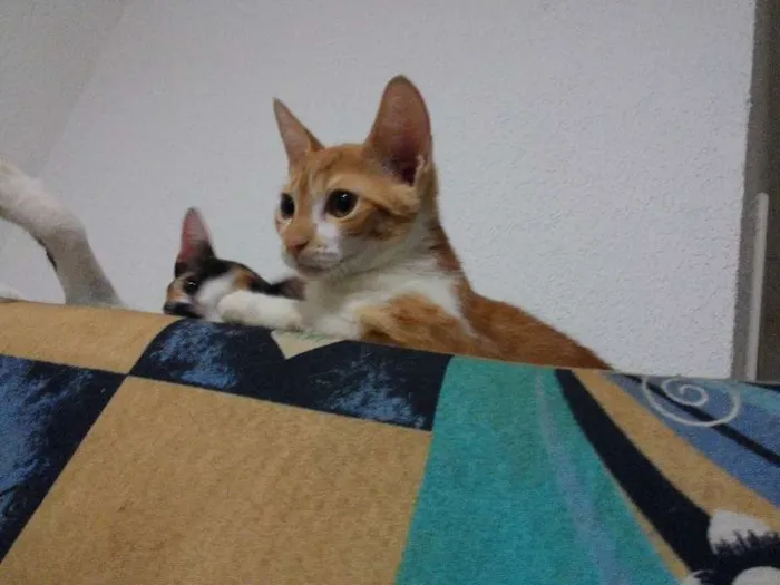 Gato ra a  idade 2 a 6 meses nome naila