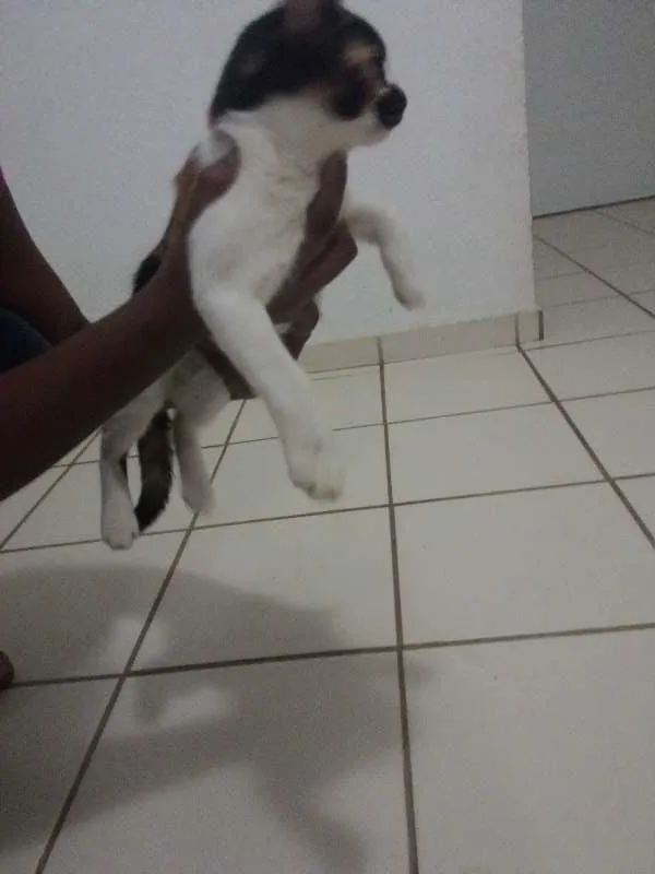Gato ra a  idade 2 a 6 meses nome naila