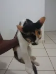 naila