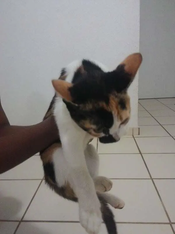 Gato ra a  idade 2 a 6 meses nome naila