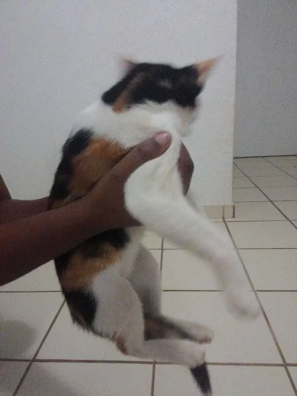 Gato ra a  idade 2 a 6 meses nome naila
