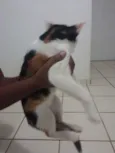 naila