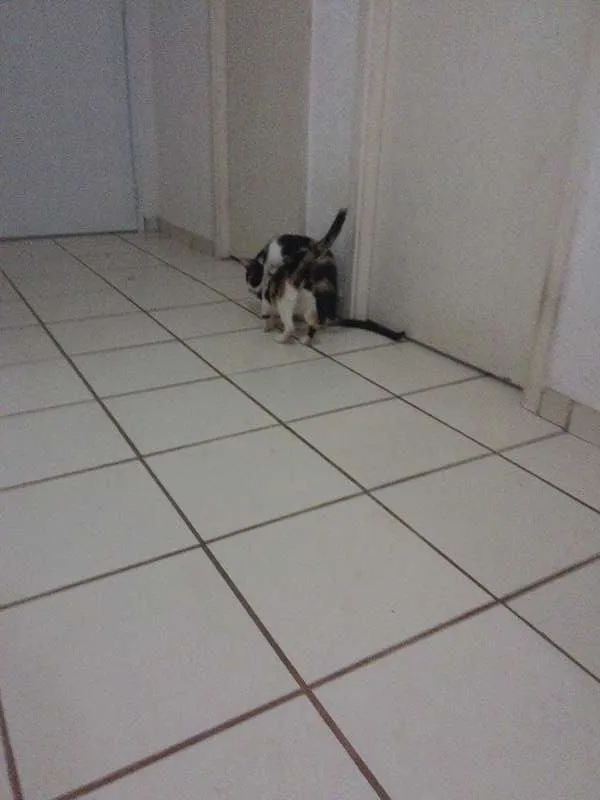 Gato ra a  idade 2 a 6 meses nome naila