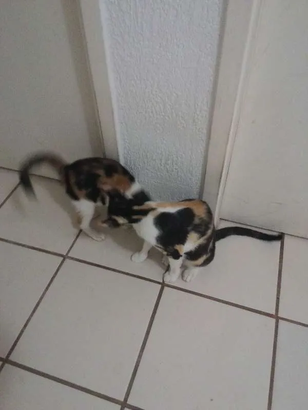 Gato ra a  idade 2 a 6 meses nome naila