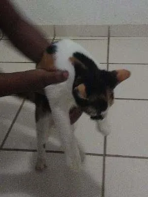 Gato ra a  idade 2 a 6 meses nome naila
