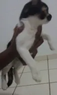 naila