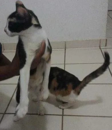 Gato ra a  idade 2 a 6 meses nome naila