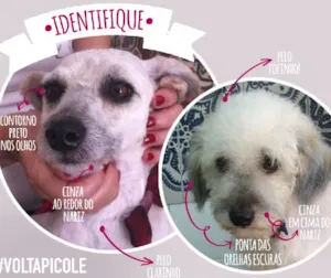 Cachorro raça Mestiço de Poodle idade  nome Picolé GRATIFICA