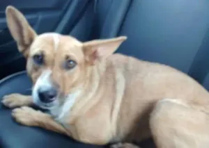Cachorro raça Vira lata idade  nome Marmelada