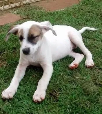 Cachorro ra a Vira lata idade 2 a 6 meses nome Bala de Côco