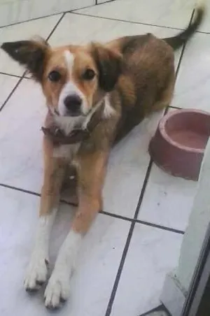 Cachorro raça viralata idade 1 ano nome Baby