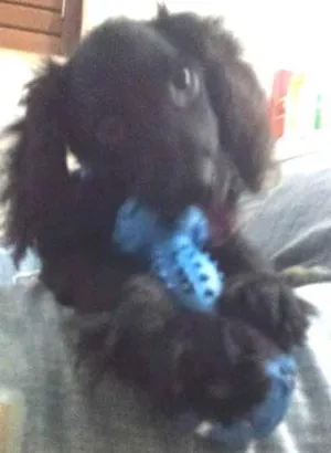 Cachorro raça Cocker  idade 2 a 6 meses nome Jimmy Page
