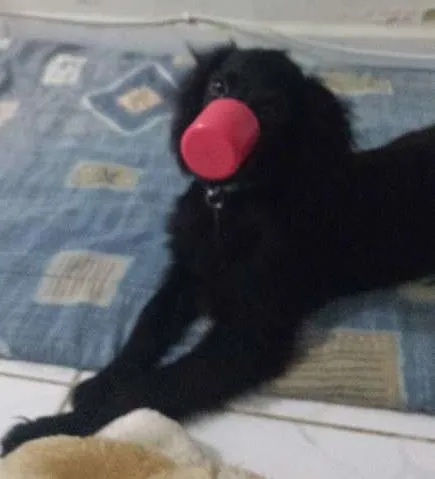 Cachorro raça Cocker  idade 2 a 6 meses nome Jimmy Page