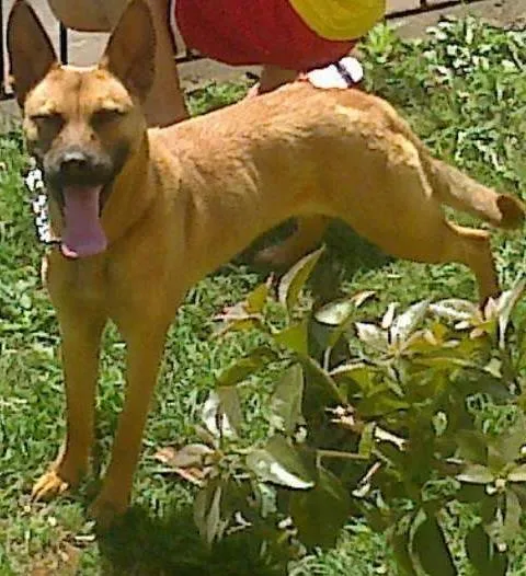 Cachorro ra a Não sei idade 2 anos nome Mily