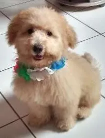 Cachorro raça pultoo com lhasa idade 2 a 6 meses nome Beethoven