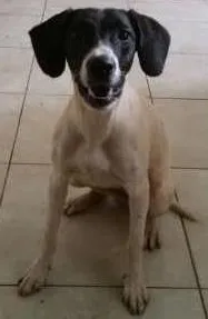 Cachorro raça SRD idade 2 anos nome Pintadinha