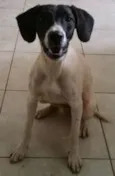 Pintadinha