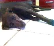 Cachorro ra a SRD idade 5 anos nome sem nome 