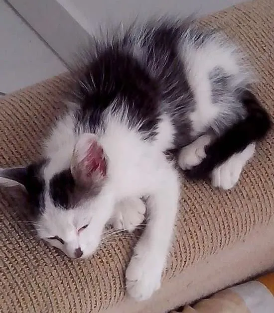 Gato raça  idade 2 a 6 meses nome não sei