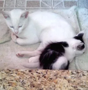 Gato raça  idade 2 a 6 meses nome não sei