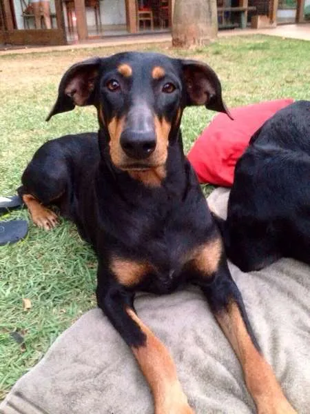 Cachorro ra a Dobermann idade 7 a 11 meses nome Augustus