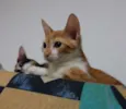 naila