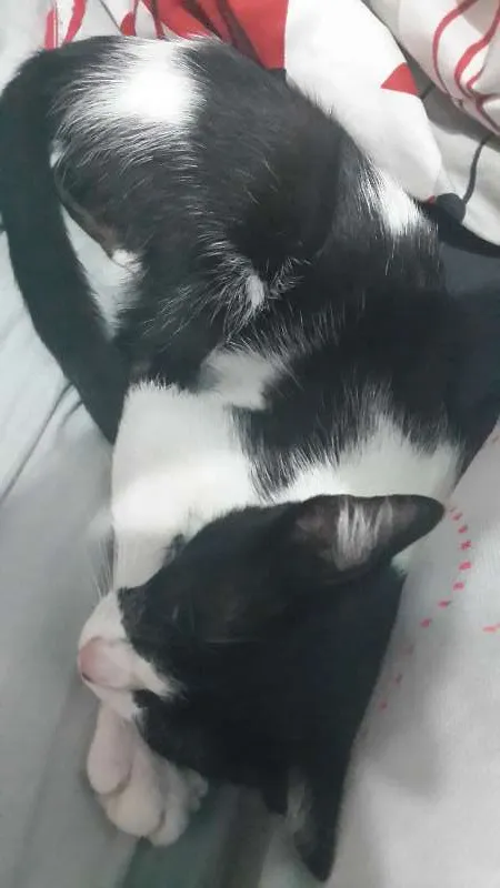 Gato ra a SRD idade 2 a 6 meses nome Sem nome
