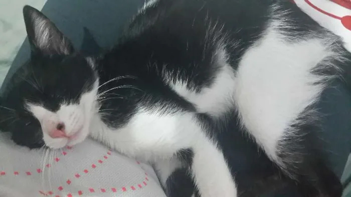 Gato ra a SRD idade 2 a 6 meses nome Sem nome