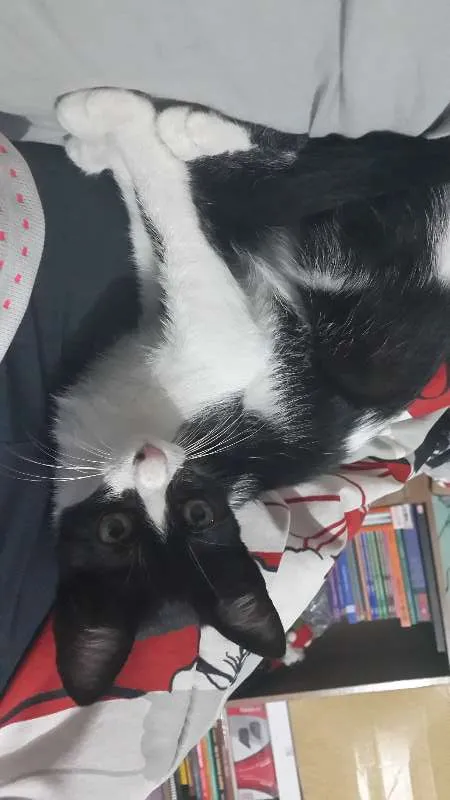 Gato ra a SRD idade 2 a 6 meses nome Sem nome