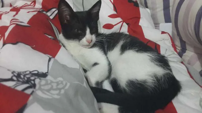 Gato ra a SRD idade 2 a 6 meses nome Sem nome
