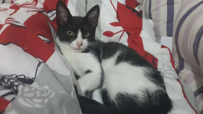 Gato ra a SRD idade 2 a 6 meses nome Sem nome