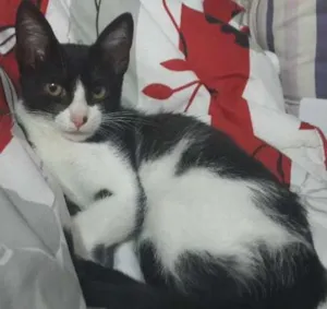 Gato raça SRD idade 2 a 6 meses nome Sem nome
