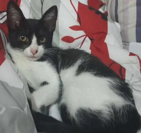 Gato ra a SRD idade 2 a 6 meses nome Sem nome