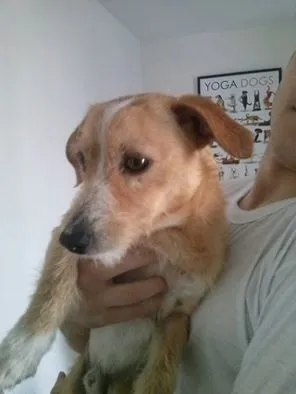 Cachorro ra a SRD idade 1 ano nome KADU