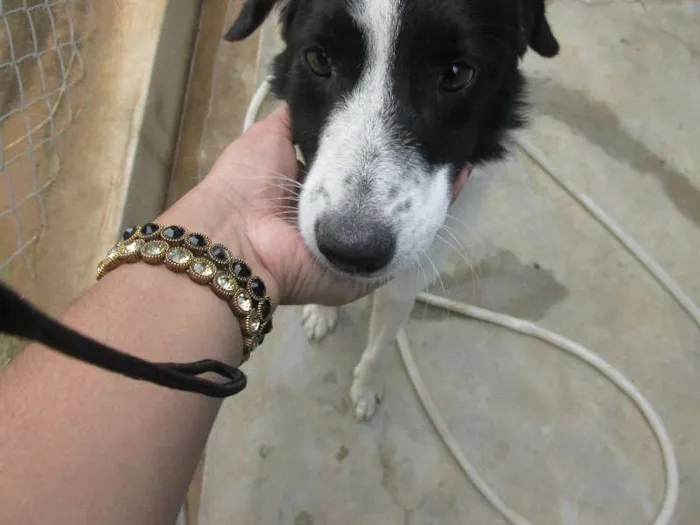 Cachorro raça Desconhecida idade 1 ano nome Sem nome 