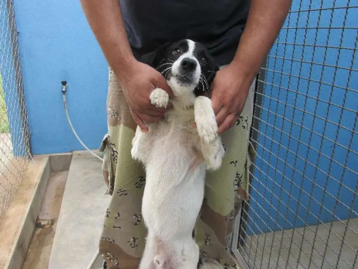 Cachorro raça Desconhecida idade 1 ano nome Sem nome 