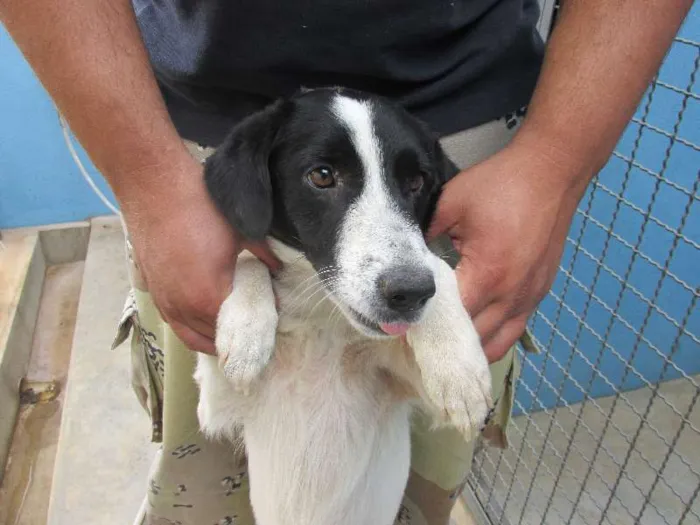 Cachorro raça Desconhecida idade 1 ano nome Sem nome 