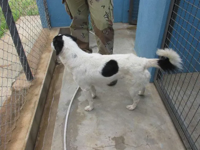 Cachorro raça Desconhecida idade 1 ano nome Sem nome 