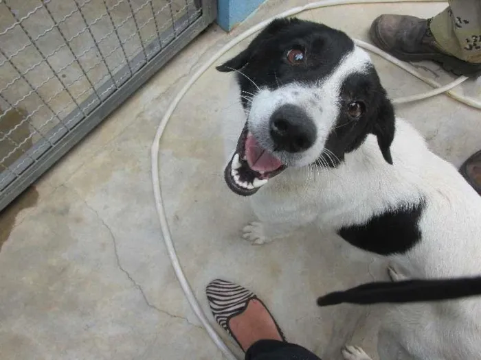 Cachorro raça Desconhecida idade 1 ano nome Sem nome 