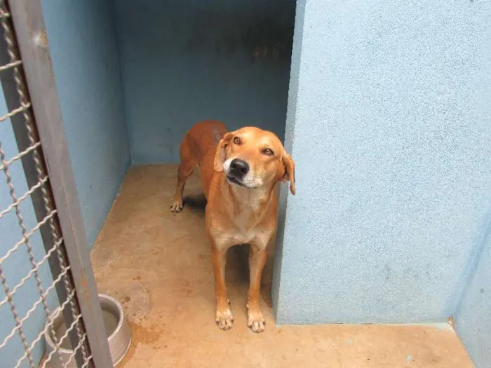 Cachorro raça Desconhecida idade 2 anos nome Desconhecido 