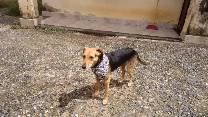 Cachorro raça viralata idade 1 ano nome Lua