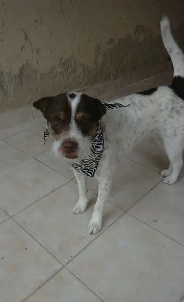 Cachorro raça mestiça idade 1 ano nome Tina