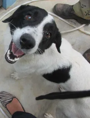 Cachorro raça Desconhecida idade 1 ano nome Sem nome 