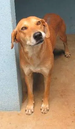 Cachorro raça Desconhecida idade 2 anos nome Desconhecido 
