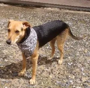 Cachorro raça viralata idade 1 ano nome Lua